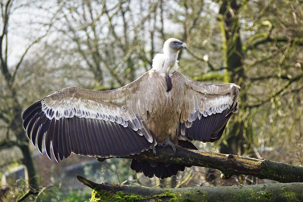Dân gian tin rằng loài kền kền khoái nhất những cái xác động vật đã thối rữa. Thực tế thì nếu được lựa chọn, chúng thích ăn thịt tươi hơn. Trừ khi quá đói, chúng không thích những cái xác đã để quá lâu.