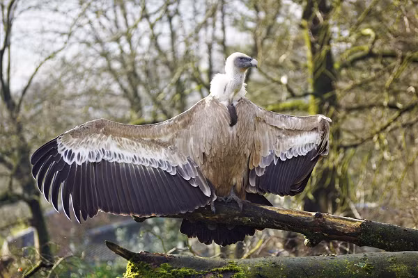Dân gian tin rằng loài kền kền khoái nhất những cái xác động vật đã thối rữa. Thực tế thì nếu được lựa chọn, chúng thích ăn thịt tươi hơn. Trừ khi quá đói, chúng không thích những cái xác đã để quá lâu.