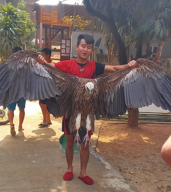 Nhiều người đã nhận ra ngay đây là một con chim kền kền. Điều đặc biệt là loài chim này được cho là đã tuyệt chủng ở Việt Nam, vì đã từ lâu không còn ghi nhận sự xuất hiện của chúng.