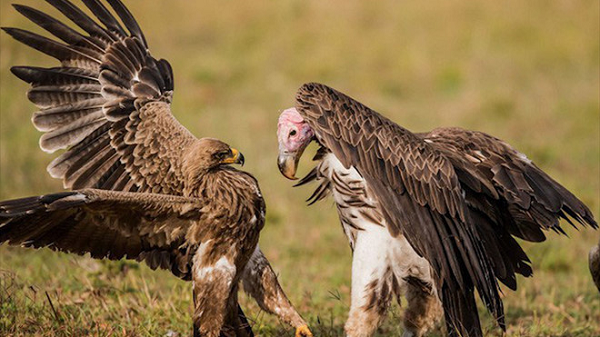 Kền kền là nhóm các loài chim nổi tiếng vì tập tính ăn xác chết động vật. Nhắc đến chúng, mọi người thường có cảm giác ghê tởm, khinh ghét. Cụm từ “kền kền ăn xác thối” thường được dùng để chỉ một số người với thái độ khinh miệt.