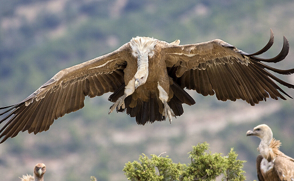 Vì thích thịt tươi nên nó có thể giết chết những con thú bị thương hay bị bệnh (chúng hiếm khi tấn công một con thú khỏe mạnh). Chim non không được mẹ tha thịt về cho, mà chỉ được ăn thứ mà mẹ nôn ra từ diều.