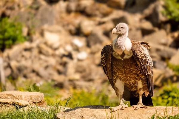 Kền kền Griffon xây tổ (chỉ đẻ 1 trứng) trên các hốc đá và các mỏm đá cách xa con người và các loài động vật khác, tuổi thọ của chúng có thể lên đến hơn 40 năm.