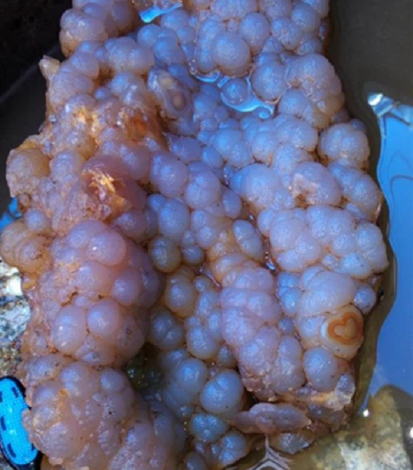 Sau khi được làm sạch, những người xung quanh đều lập tức sững sờ. Thứ hiện ra sau lớp bùn đất kia là những viên đá màu hồng nhạt rất đẹp mắt, giống như là tập hợp của rất nhiều "quả nho" bằng đá.