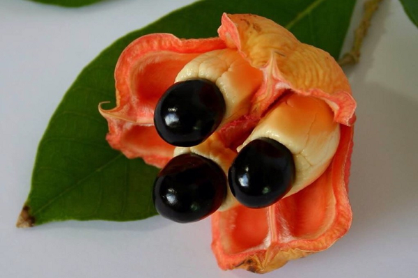 Ackee (tên khoa học Blighia Sapida) là cây thân gỗ tán rộng thuộc họ Sapindaceae. Nó khét tiếng cho quả cực độc, vì trong trái có chứa đến 2 loại chất độc chết người: hypoglycin A và hypoglycin B.
