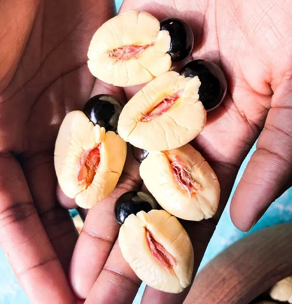 Như đã nói ở trên, trong trái ackee có độc tố. Nếu ăn những quả chưa chín, bạn có thể tử vong trong vòng một ngày. Bởi vậy người dân địa phương chỉ ăn những quả đã chín đỏ ửng và biến nó trở thành một phần món ăn "quốc thực" của mình.