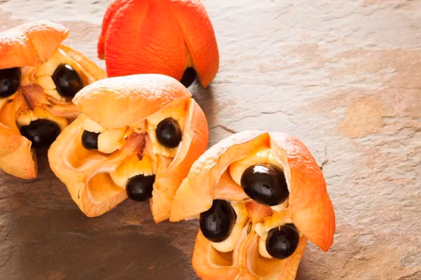 Theo các chuyên gia, loại quả lạ này được đưa tới một hòn đảo ở Jamaica từ một con tàu nô lệ từ Tây Phi. Do phù hợp với khí hậu nhiệt đới ở Jamaica nên loại trái cây này rất phát triển tại đây.