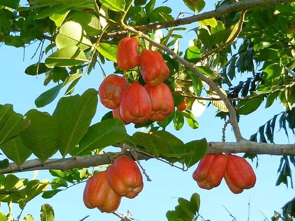 Trong quá trình chín tự nhiên, ackee chuyển hóa độc tố hypoglycin A thành khí, giải phóng triệt để khi quả tự nứt tung. Độc tố hypoglycin B trong quả ackee chỉ nằm trong hạt, không bị giải phóng nhưng cũng không có gì đáng ngại.