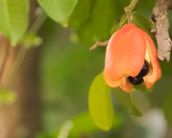  Ackee và cá muối là hai món ăn gắn liền với văn hóa của người Jamaica. Tuy nhiên, nhiều người thắc mắc làm thế nào món ăn gồm thứ trái cây độc hại của Tây Phi và loài cá đến từ Bắc Đại Tây Dương lại trở thành "quốc thực" ở Jamaica?