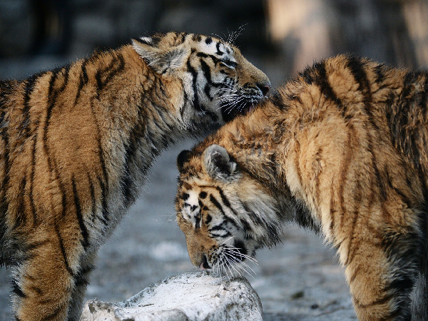 Hổ Hoa Nam là một phân loài nhỏ thuộc loài hổ. Nơi sống của hổ Hoa Nam bao gồm miền Trung và miền Nam Trung Quốc, nơi đây còn từng là lãnh thổ của cả Hổ Bengal, Hổ Siberia và Hổ Đông Dương.