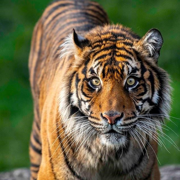 Nếu như hổ vốn được coi là loài động vật lớn nhất trong thế giới loài mèo thì hổ Sumatra lại là loài nhỏ nhất trong các phân loài hổ.