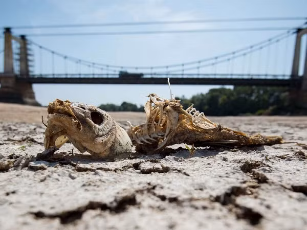Những tác động của biến đổi khí hậu ngày càng thấy rõ trong những năm gần đây, trong đó có hàng loạt các vụ cháy rừng xảy ra ở khắp nơi, từ Australia cho tới Siberia, những đợt nắng nóng kéo dài ở Bắc Mỹ và mưa lũ, lụt lội ở châu Á, châu Phi, Mỹ và cả châu Âu.