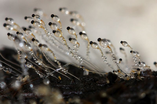 Hành động này không thể nhìn thấy bằng mắt thường, nhưng tốc độ di chuyển của một bào tử của chúng là khoảng 82 feet một giây.
