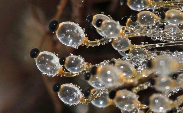 Thoạt nhìn vật thể lạ giống như những viên pha lê nhỏ xếp chồng lên nhau. Khi tới gần hơn, chàng thanh niên mới nhận ra rằng chúng hoàn toàn không phải là những viên pha lê.