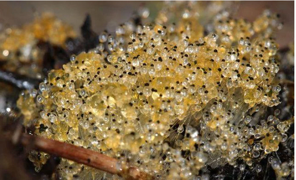 Hơn nữa chúng còn mọc ra từ 1 cái chân dài, phía trên đầu tròn có 1 hạt màu đen. Đám "pha lê" này có màu vàng rất đẹp. Kinh dị hơn là chúng còn được đặt trên bãi chất thải của loài động vật nào đó.