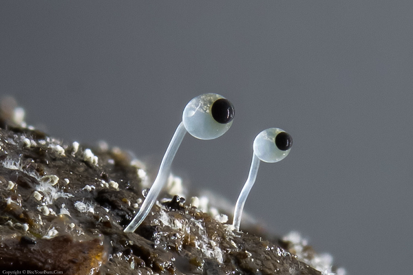 Ấu trùng thực hiện điều này bằng cách tự gắn mình vào túi bào tử Pilobolus - nơi chúng cũng được đẩy ra khỏi nấm vào thảm thực vật tươi. Khi nps được tiêu thụ bởi một vật chủ thích hợp, ấu trùng di chuyển từ hệ tiêu hóa sang đường hô hấp của động vật, nơi chúng trưởng thành, sinh sản và duy trì vòng đời ký sinh của chúng.