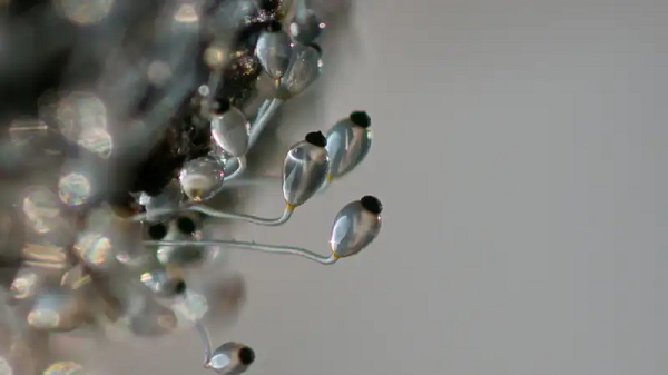 Tương tự như Pilobolus , ấu trùng giun phổi bị vô hiệu hóa bởi gia súc bị nhiễm bệnh và phải di chuyển khỏi phân nếu chúng bị vật chủ mới ăn thịt.