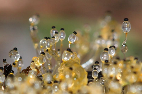 Loại nấm này không có tác dụng chữa bệnh và vô giá trị. Chúng được mệnh danh là loài nấm có tốc độ nhanh nhất thế giới.