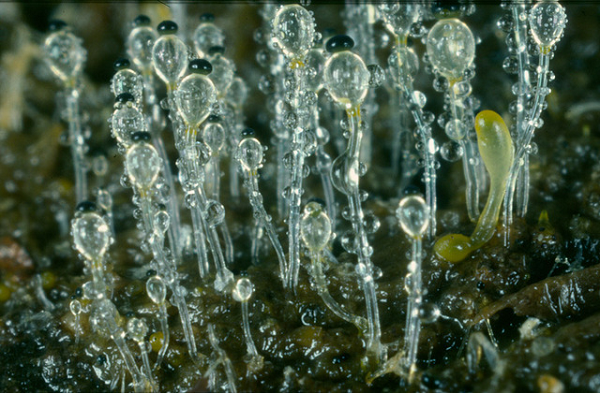 Phương thức sinh sản của nấm Pilobolus oedipus rất đặc biệt, đầu tiên nó rải "cái mũ đen" trên đỉnh đầu lên cỏ, sau khi bị động vật ăn cỏ ăn phải chúng sẽ thải ra ngoài sau đó phát triển trên chất thải của những con vật này.