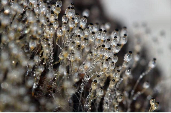 Chàng trai chưa nhìn thấy thứ gi tương tự trước đây, anh tự hỏi liệu đây có phải một loại dược liệu quý hiếm nào đó? Vì thế anh ta đã chụp ảnh và nhặt lấy một vài vật thể lạ này đem về nhờ chuyên gia tư vấn.