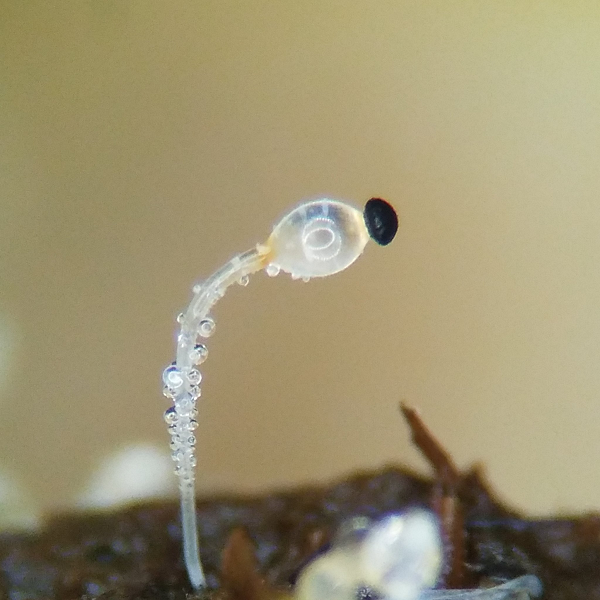 Trong khi mối quan hệ đồng loại này có lợi cho giun phổi, nó không gây hại cũng không có lợi cho nấm.