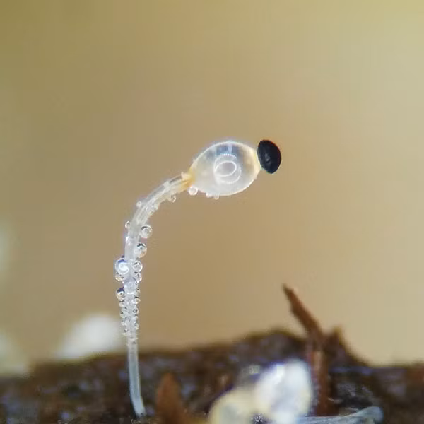 Trong khi mối quan hệ đồng loại này có lợi cho giun phổi, nó không gây hại cũng không có lợi cho nấm.