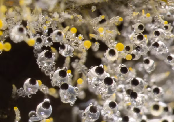 Loài nấm này chỉ trong 2 phần triệu giây có thể tăng tốc từ 0 lên 20 km/h. Các bào tử nấm cần phải nhanh chóng phát triển để vươn ra ngoài không khí, tìm các dưỡng chất cần thiết.