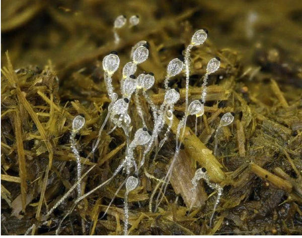 Mặc dù bản thân nấm Pilobolus vô hại, nhưng chúng đóng vai trò quan trọng trong việc truyền nhiễm ấu trùng giun phổi ( Dictyocaulus viviparus , một loài giun tròn ), là nguyên nhân gây bệnh viêm phế quản ký sinh ở gia súc và một số loài nhai lại khác.