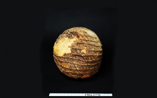 Vì vậy những chiếc đầu lâu đều ở trong tình trạng tốt, đặc biệt là 3 chiếc bọc nhựa đường bởi lớp nhựa cũng là giáp bảo vệ khỏi các tác động thời gian.