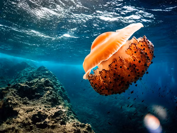 Theo các nghiên cứu khoa học, vết đốt của loài sứa này chỉ gây ngứa nhẹ, không ảnh hưởng đến tính mạng con người.