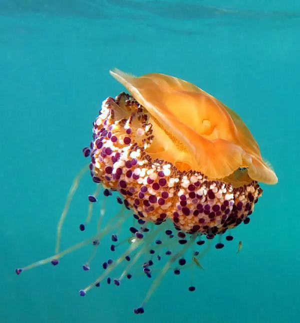 Sứa trứng chiên sinh sản vô tính. Ấu trùng bám chặt vào các bề mặt cứng trong đại dương và phát triển thành một cụm nhỏ liên kết với nhau.