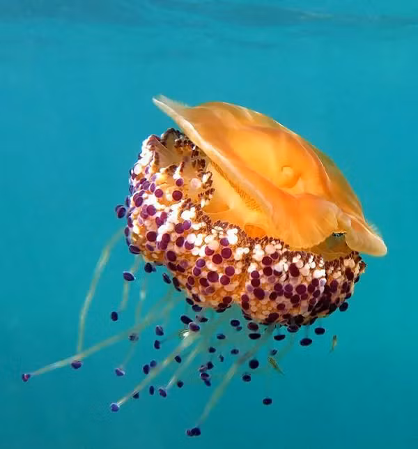 Sứa trứng chiên sinh sản vô tính. Ấu trùng bám chặt vào các bề mặt cứng trong đại dương và phát triển thành một cụm nhỏ liên kết với nhau.