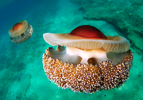 Kẻ thù của sứa trứng chiên là rùa quản đồng (Caretta caretta) và con người. Phần lớn chúng bị vướng vào lưới đánh cá của con người.