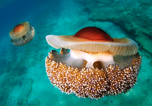 Kẻ thù của sứa trứng chiên là rùa quản đồng (Caretta caretta) và con người. Phần lớn chúng bị vướng vào lưới đánh cá của con người.