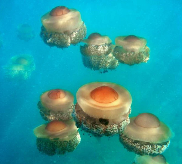 Sau một thời gian, những con sứa nhỏ bé rời khỏi cụm này và trôi đi theo làn nước.