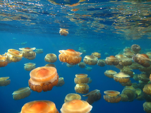 Giống như nhiều loài sứa khác, sứa trứng chiên khá “lười biếng”. Phần lớn thời gian chúng để cơ thể lơ lửng trôi theo làn nước, thỉnh thoảng mới dùng cơ thể đẩy nước để di chuyển.