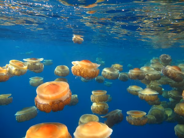 Giống như nhiều loài sứa khác, sứa trứng chiên khá “lười biếng”. Phần lớn thời gian chúng để cơ thể lơ lửng trôi theo làn nước, thỉnh thoảng mới dùng cơ thể đẩy nước để di chuyển.