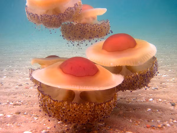 Trên thực tế, sứa trứng chiên là một “ngôi nhà nổi” an toàn cho nhiều loài cá nhỏ. Những con cá nhỏ thường trốn vào trong các xúc tu và di chuyển theo loài sứa này.