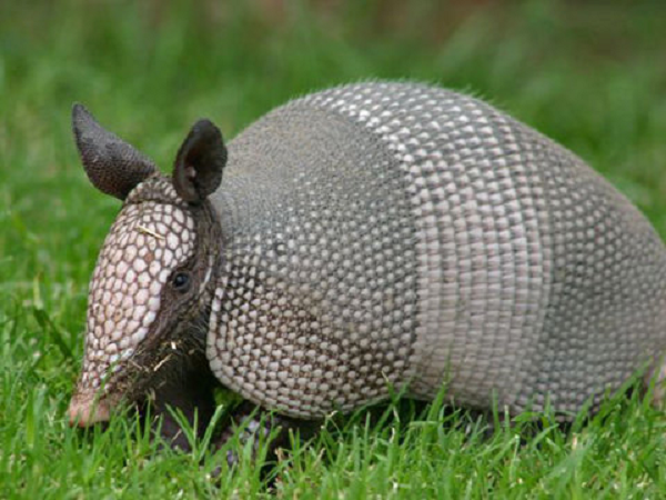 Tê tê trở thành loài động vật có vú bị săn bắt, buôn lậu nhiều nhất trên thế giới. Loài này có thể sẽ theo dấu chân tuyệt chủng của tê giác ở Việt Nam nếu không được bảo vệ.