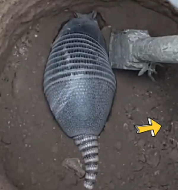 Dân mạng cũng thi nhau đưa ra dự đoán về loài động vật này, trong đó, nhiều ý kiến cho rằng đây là loài tê tê - loài vật loài vật vô cùng quý hiếm và đang được bảo tồn, đã được đưa vào sách đỏ Việt Nam 2007 và cấm tiêu thụ dưới mọi hình thức.