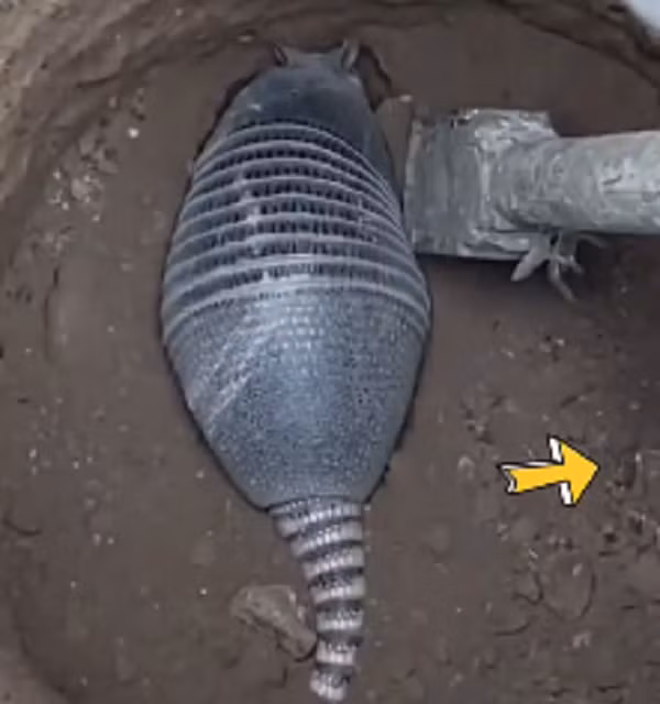 Dân mạng cũng thi nhau đưa ra dự đoán về loài động vật này, trong đó, nhiều ý kiến cho rằng đây là loài tê tê - loài vật loài vật vô cùng quý hiếm và đang được bảo tồn, đã được đưa vào sách đỏ Việt Nam 2007 và cấm tiêu thụ dưới mọi hình thức.