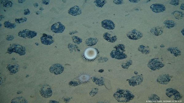 Năm 1972, một nhà sinh thái học trẻ tuổi tên là Hjalmar Thiel đã mạo hiểm đến một vùng xa xôi của Thái Bình Dương được gọi là Vùng Clarion – Clipperton (CCZ). Đáy biển đó chứa một trong những bộ sưu tập lớn nhất thế giới về "kho báu" khổng lồ chưa được khai thác.