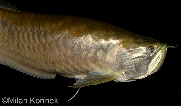 Khi còn nhỏ, thân cá thường có những lằn xanh ánh kim và cam, đầu và vây có những đốm đen, viền vây màu hồng. Khi trưởng thành, cá chuyển sang màu ánh bạc. Cá đực có vây hậu môn dài và nhọn hơn cá cái.