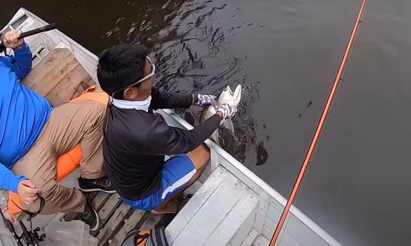 Mặc dù là một cần thủ đầy kinh nghiệm nhưng ông lại khá bất ngờ với sinh vật này và gọi nó là "quái vật kỳ lạ" mà mình chưa từng bắt được trước đó.