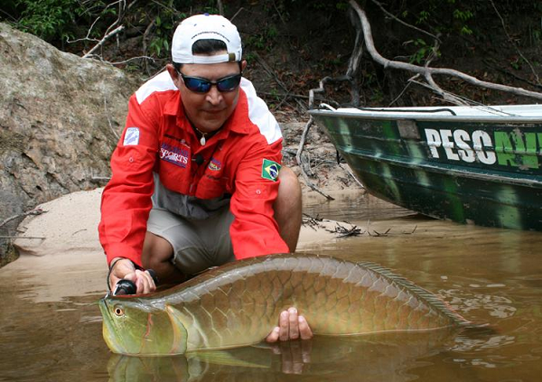Khi nước lên, cá rồng tản mác đi khắp nơi. Chúng săn mọi loại thức ăn nổi trên mặt nước như cá nhỏ, côn trùng, ếch nhái, thậm chí cả chim, bò sát và thú non.