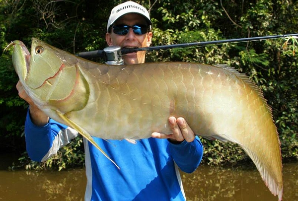 Cá rồng Ngân Long khá khỏe mạnh và có thể nuôi chung với các loại cá ăn thịt lớn như cá hồng két hoặc các loại cá rồng khác. Cá rồng Ngân Long đẻ trứng và ấp trứng trong miệng.