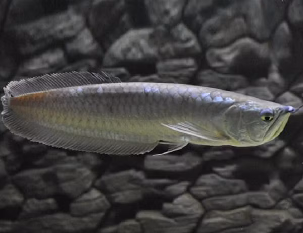 Cá rồng Ngân Long có kích thước tối đa 1,2 mét, vảy to, hàm dưới trề, thân hình trông giống như con dao bầu và không nằm trong danh sách loài cá phải bảo vệ.