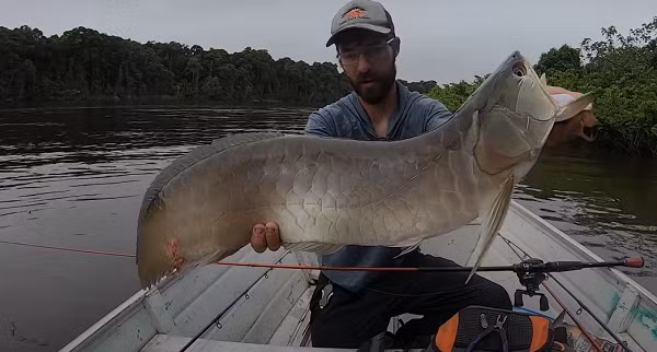 Sau khi tìm hiểu, thì ra đây chính là loài cá rồng Ngân Long (danh pháp khoa học: Osteoglossum bicirrhosum). Cá rồng Ngân Long chủ yếu sinh sống ở lưu vực sông Amazon, sông Rupununi (Guyana) và Oyapock (French Guyana) của Nam Mỹ.