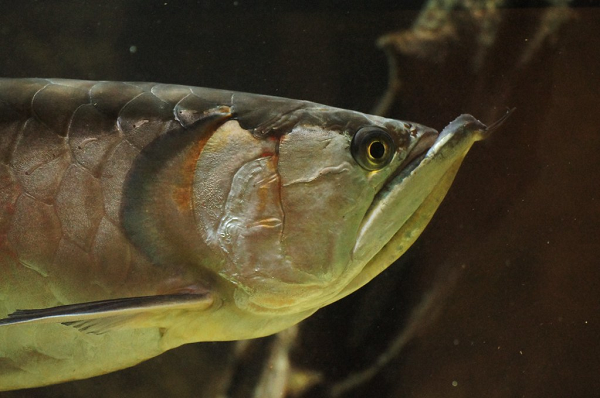 Cá rồng Ngân Long sở hữu màu bạc toàn thân, kích thước tương đối lớn, cơ thể dài, và một cái đuôi nhọn với vây lưng và vây hậu môn kéo dài về phía vây đuôi nhỏ, nơi chúng gần như hợp nhất.