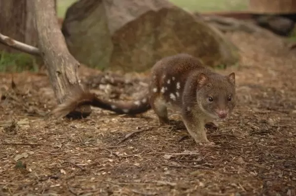 Tuy nhiên, mèo túi đực cũng thường cạn kiệt sức lực đến chết trong việc điên cuồng theo đuổi để được giao phối nhiều lần càng tốt.