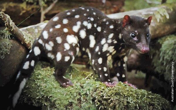 Vì vậy, dưới sự kích thích của mèo túi cái, mèo túi đực sẽ kéo dài thời gian giao phối, để có thể truyền lại những gen tuyệt vời của nó.